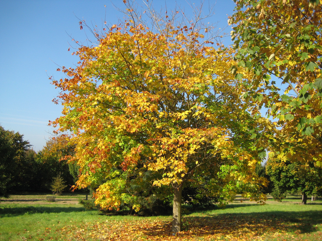 Acer cappadocicum rubrum BD source